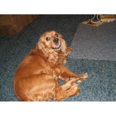 American Cocker Spaniel in Mississippi picture 2