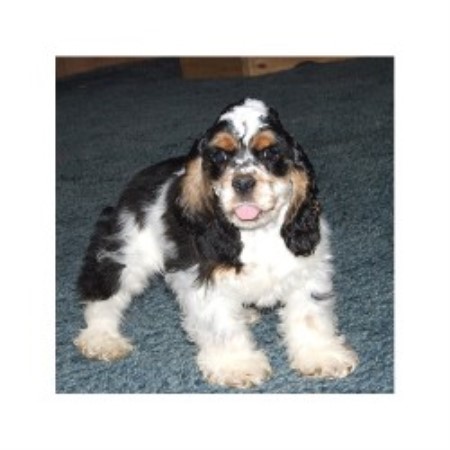 American Cocker Spaniel breeder in Mississippi picture 2