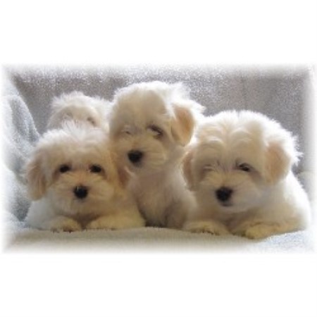 Coton De Tulear Breeder in Vermilion, Ohio