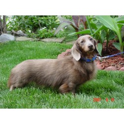 Dachshund Breeder in Indianapolis, Indiana