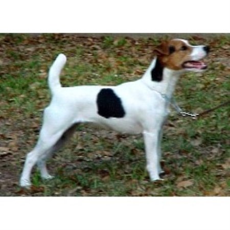 Jack Russell Terrier Breeder in Ocala, Florida