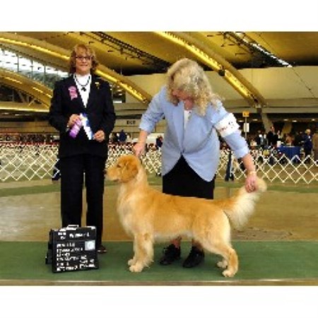 Golden Retriever breeder in Pennsylvania picture 2