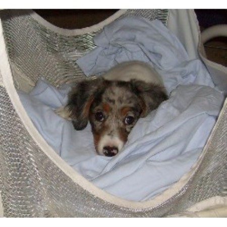 Dachshund Breeder in Cocoa, Florida