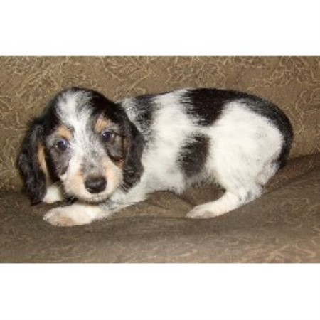 Doxie breeder in Florida picture 2