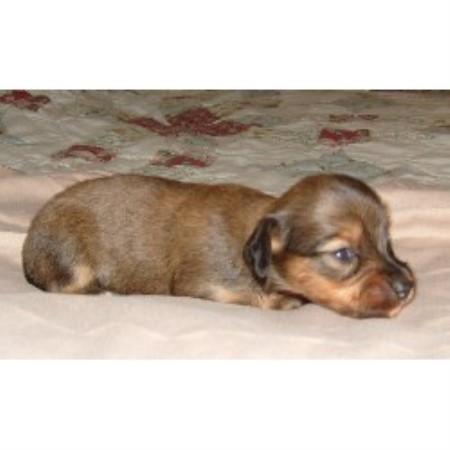 Doxie in Florida