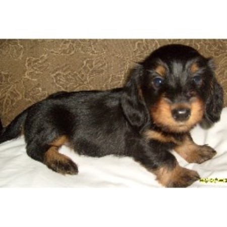 mutley