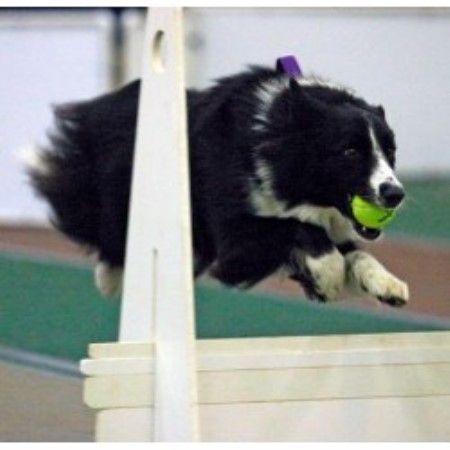 border collie puppies michigan riverrun border collies border collie breeder in cedar springs michigan listing id border collie puppies michigan riverrun border collies border collie breeder in cedar springs michigan listing id