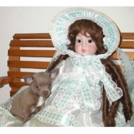 Chihuahua breeder in Cameron Missouri