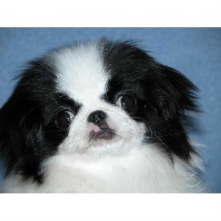Japanese Chin Breeder in Cameron, Missouri