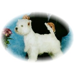 West Highland White Terrier Breeder in Conn, Ontario
