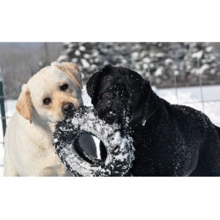 Labrador Retriever Breeder in Monticello, Maine