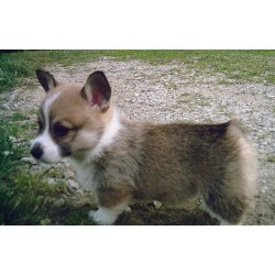 Pembroke Welsh Corgi breeder in Zanesville Ohio