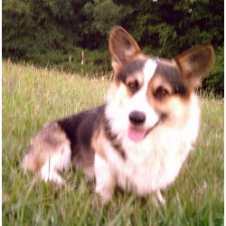 Pembroke Welsh Corgi in Ohio