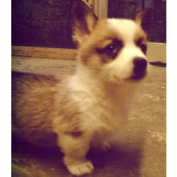 Pembroke Welsh Corgi in Ohio picture 2