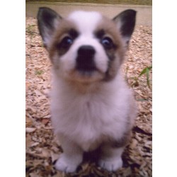 Pembroke Welsh Corgi breeder in Ohio picture 2