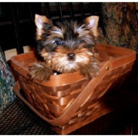 Yorkie in Missouri