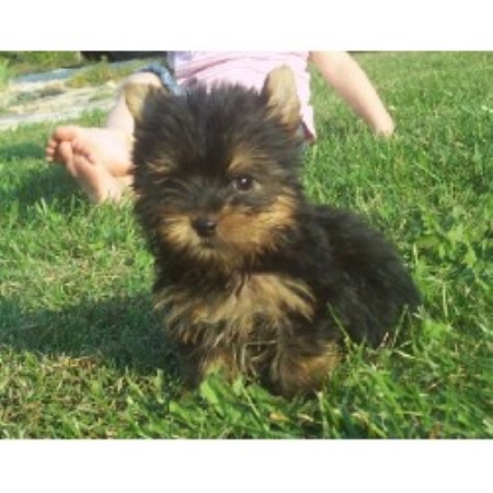 Yorkie in Missouri picture 2