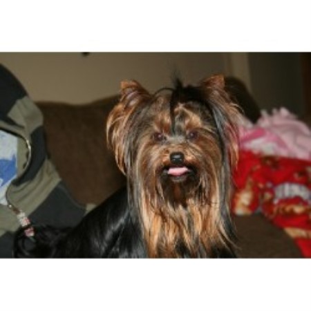 Yorkie breeder in Missouri picture 2