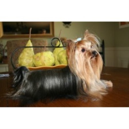 Yorkshire Terrier Breeder in Ozark, Missouri