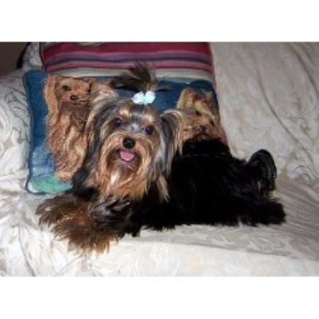 Yorkshire Terrier breeder in Ozark Missouri