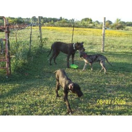 Great Dane in Mississippi picture 2