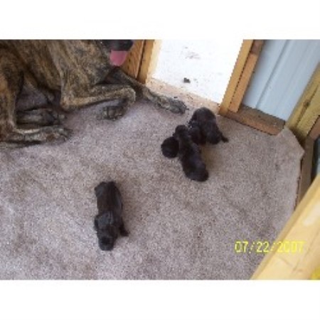 Great Dane breeder in Abbeville Mississippi