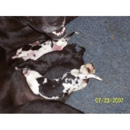 Great Dane Breeder in Abbeville, Mississippi
