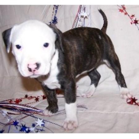APBT breeder in Virginia picture 2