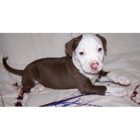 APBT in Virginia