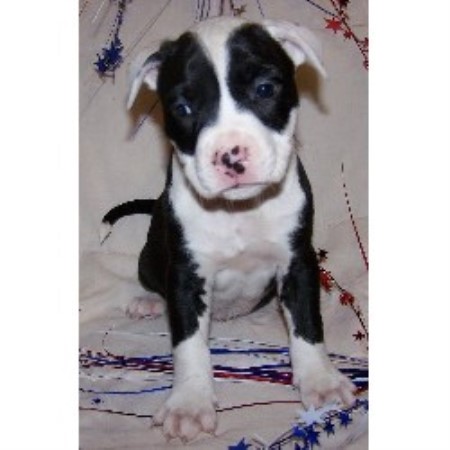 American Pit Bull Terrier Breeder in Evington, Virginia