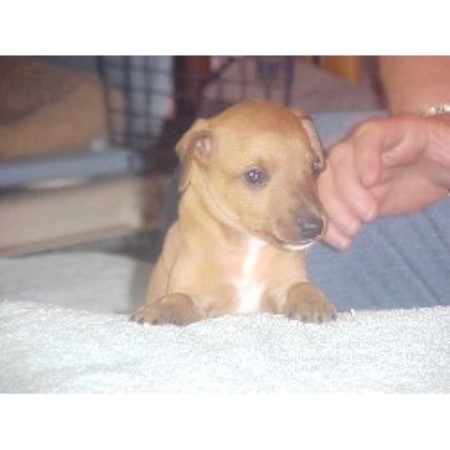 Italian Greyhound Breeder in Rock Island,, Illinois