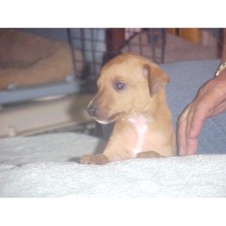 Italian Greyhound breeder in Rock Island, Illinois