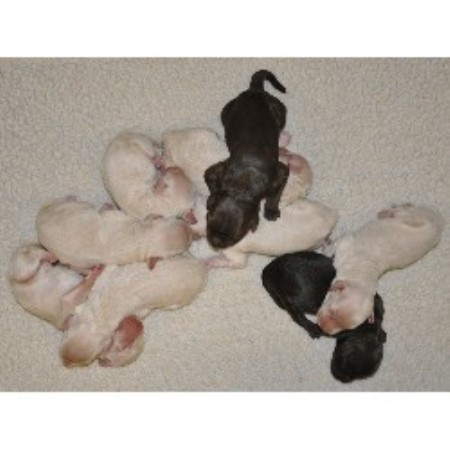 Labradoodle Breeder in Chehalis, Washington
