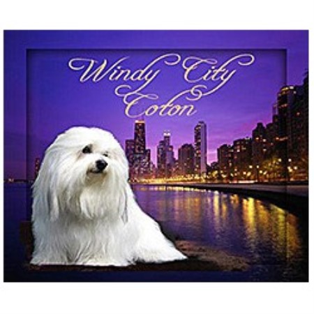 Coton De Tulear Breeder in Chicago`s North Shore, Illinois