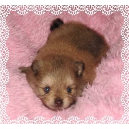 puppies for sale brandon fl poofy poochies pomeranian breeder in brandon florida puppies for sale brandon fl poofy poochies pomeranian breeder in brandon florida