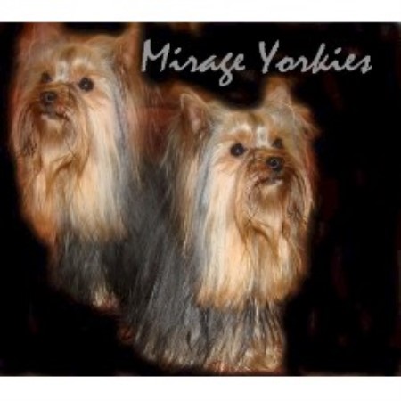 yorkie poo rescue az yorkie breeders in tucson az breeds picture yorkie poo rescue az yorkie breeders in tucson az breeds picture