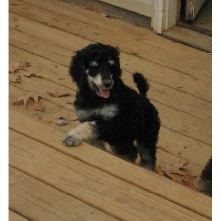 Poodle Standard Breeder in Paducah, Kentucky