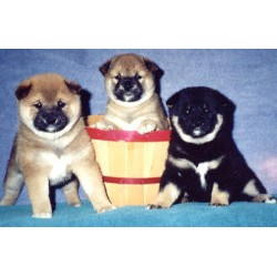 Shiba Inu in Illinois picture 2