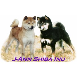 Shiba+inu+puppies+for+sale+in+illinois