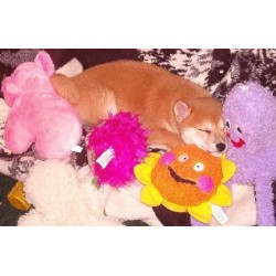 Shiba Inu breeder in Illinois picture 2
