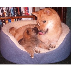 Shiba Inu breeder in Cuba Illinois