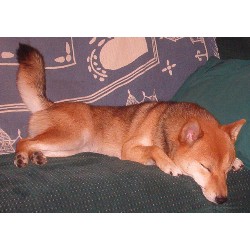 Shiba Inu in Illinois