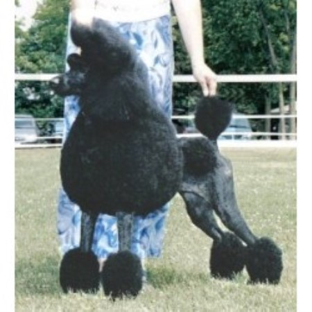 Poodle Standard Breeder in Irons, Michigan