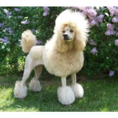 standard poodle puppies michigan rivers edge standard poodles poodle standard breeder in irons michigan listing id standard poodle puppies michigan rivers edge standard poodles poodle standard breeder in irons michigan listing id