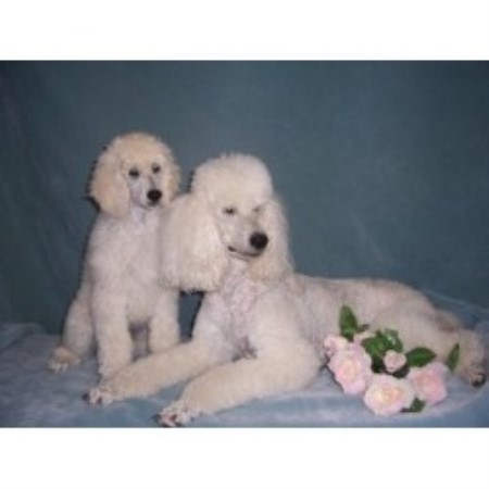 Poodle Standard breeder in Irons Michigan
