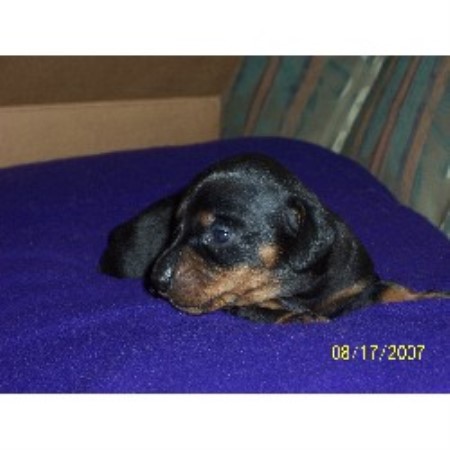Hershey 1 female