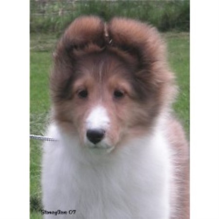 Sheltie breeder in New York picture 2