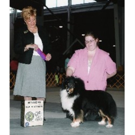 Sheltie in New York
