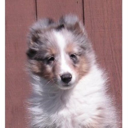 Sheltie in New York picture 2