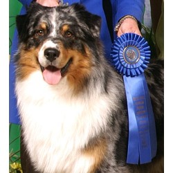 Aussie breeder in Pennsylvania picture 2